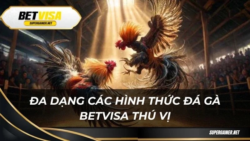 Đá gà Betvisa Đa dạng các hình thức đá gà Betvisa thú vị
