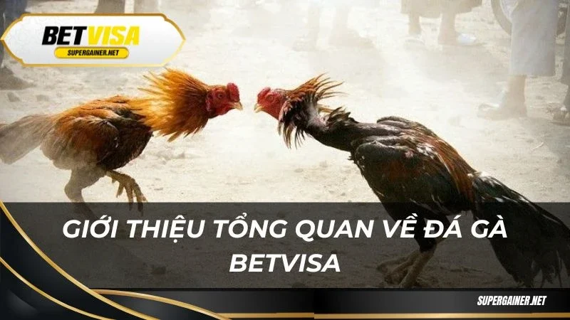 Đá gà Betvisa Giới thiệu tổng quan về đá gà Betvisa