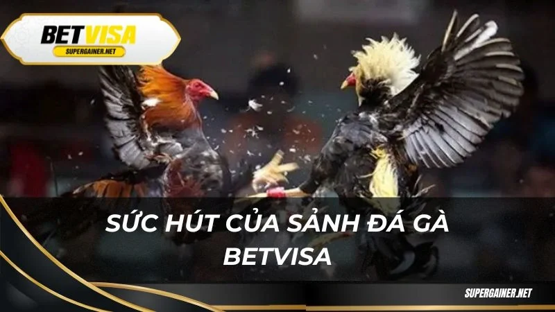 Đá gà Betvisa Sức hút của sảnh đá gà Betvisa
